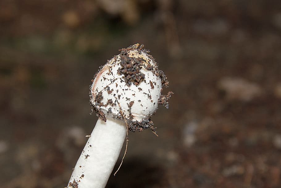 mushroom, white, dust, close-up, food, nature, plant, focus on foreground HD wallpaper