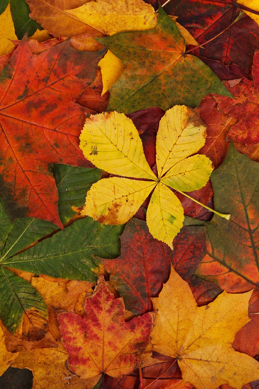 yellow, green, and brown maple leaves, abstract, autumn, background HD wallpaper