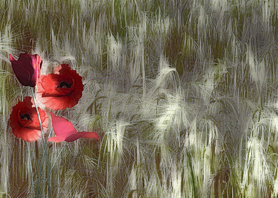 red poppy, papaver rhoeas, corn field, nature, plants, flower, HD wallpaper