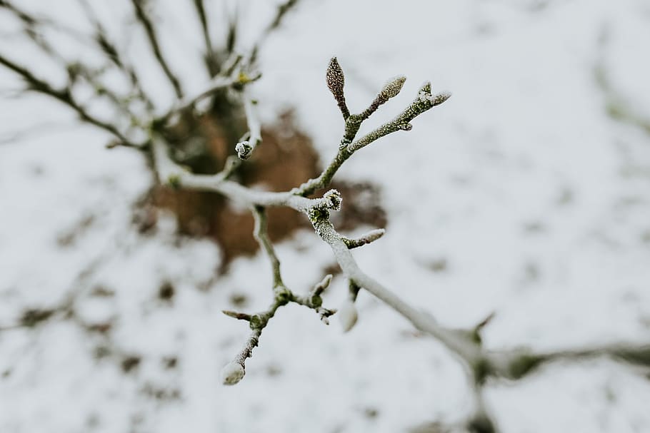 Close-ups of snowy trees, closeup, leaves, pine, twig, branch HD wallpaper
