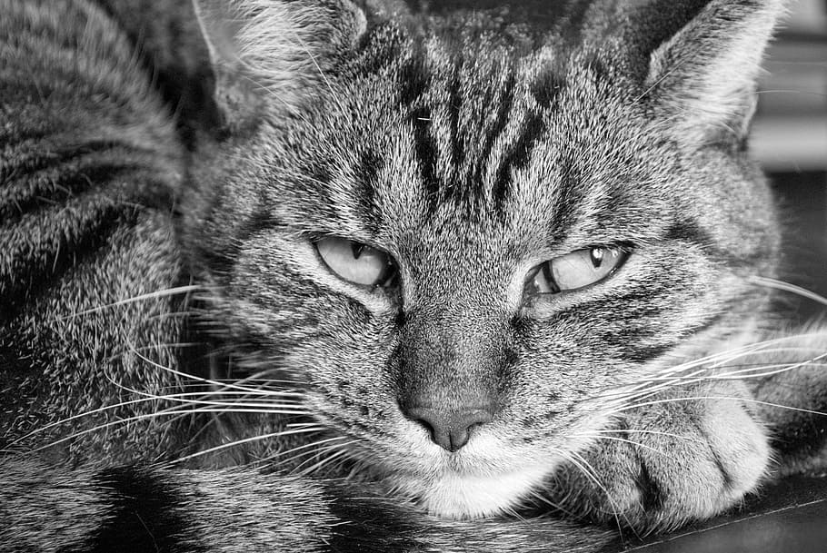 cat, tiger, sleepy, feline, mammal, domestic cat, one animal HD wallpaper