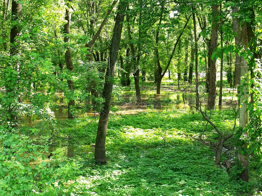 forest, nature, trees, green, summer, water, outdoors, green Color HD wallpaper