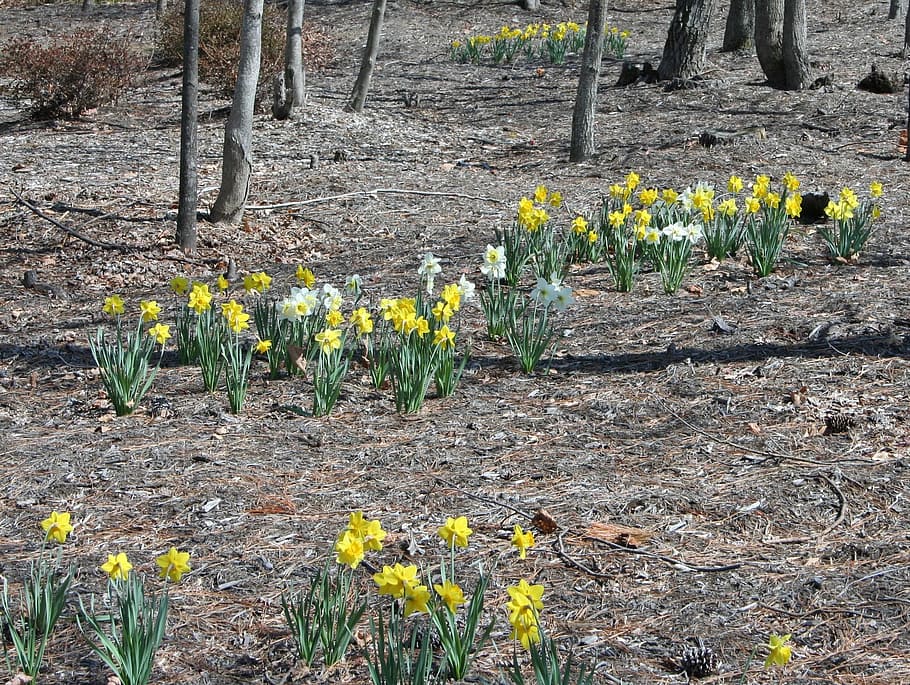 Daffodils, Forest, Floor, Spring, flowers, natural, season HD wallpaper