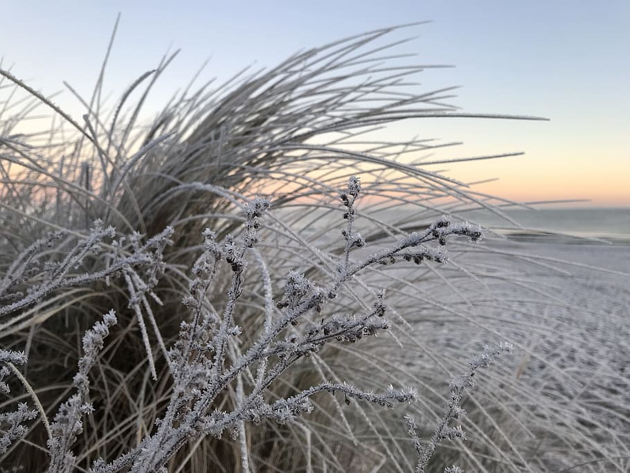 winter, beach, ice, ripe, sea, nature, sky, landscape, plant HD wallpaper