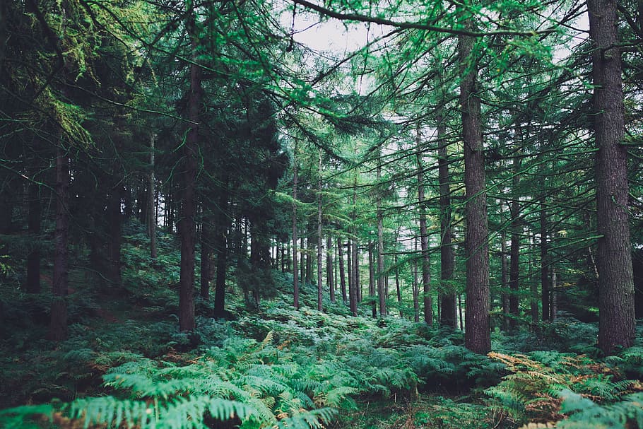 green leaf trees in forest, forest background, pine, nature HD wallpaper