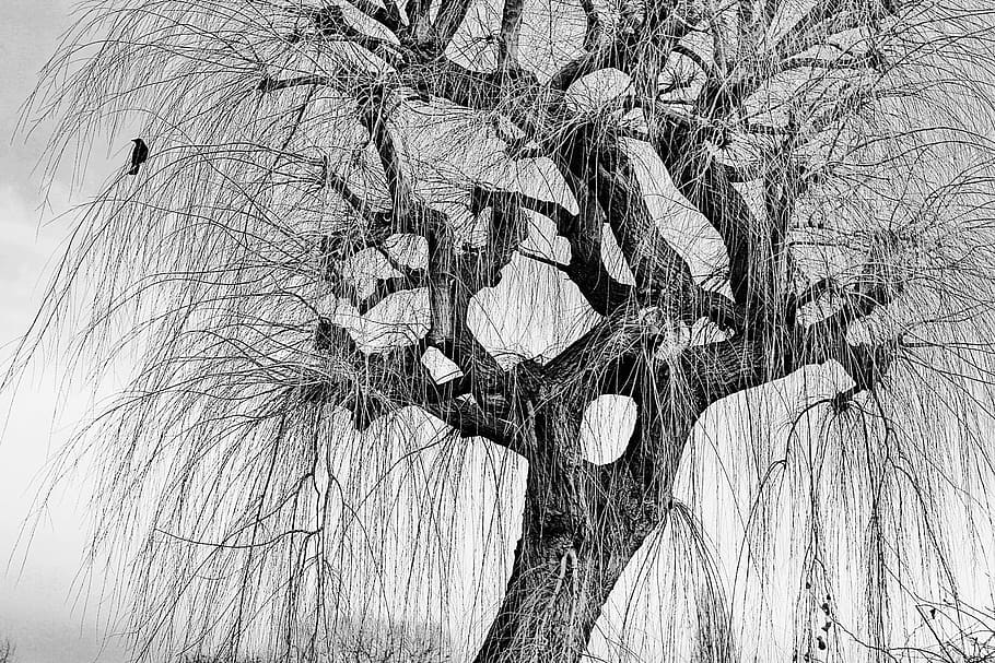 silhouette of bird on tree branch illustration, willow, winter HD wallpaper