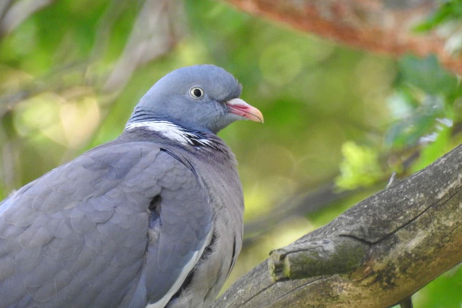 bird, branch, nature, spring, birds, at the court of, dove HD wallpaper