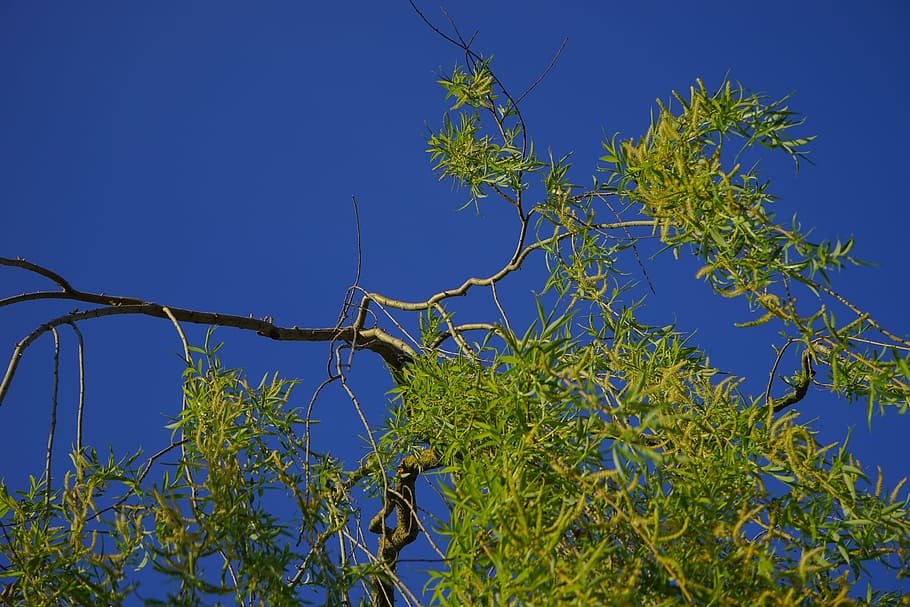 Pasture, Tree, Branch, Branches, Leaves, green, blue, plant HD wallpaper