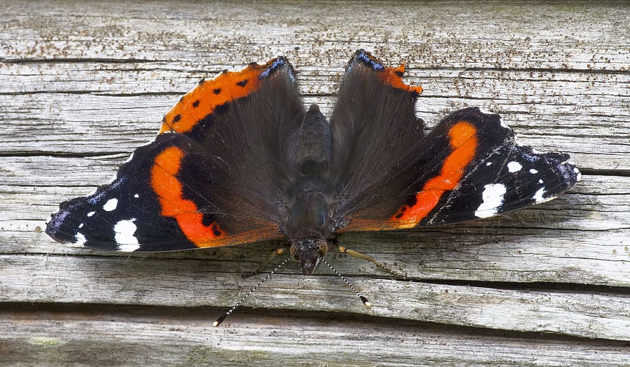 butterfly, natural, insect, wing, outdoor, wildlife, expensive HD wallpaper