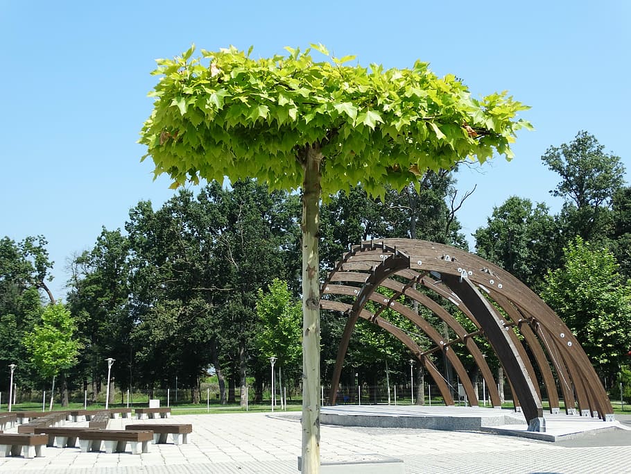 Park, Amphitheatre, tree, day, no people, outdoors, sky, clear sky HD wallpaper