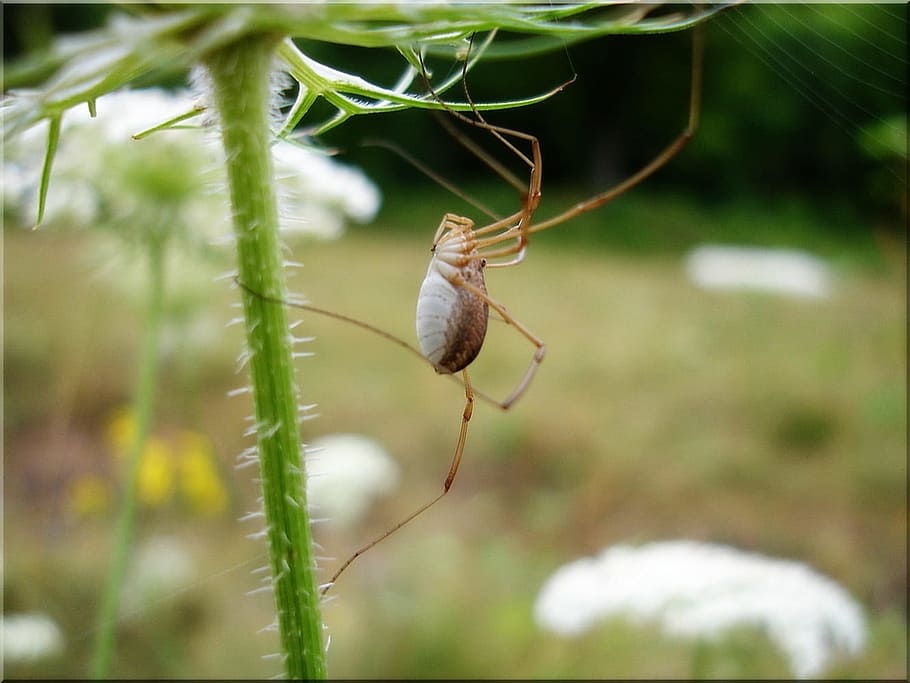 Spider, Meadow, Insect, Public Record, nature summer, one animal HD wallpaper