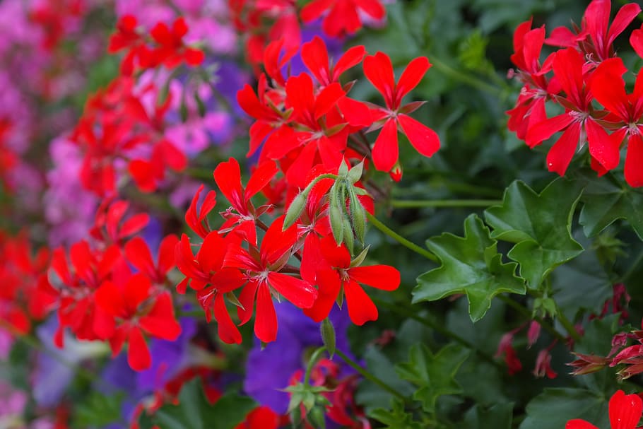 Geranium, Blossom, Bloom, Flower, red, flora, red geranium HD wallpaper