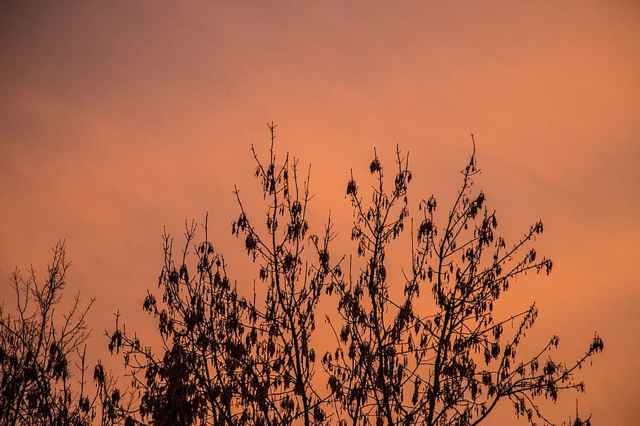 sky, tree, autumn, winter, kahl, sun, flowers, landscape, sunset HD wallpaper