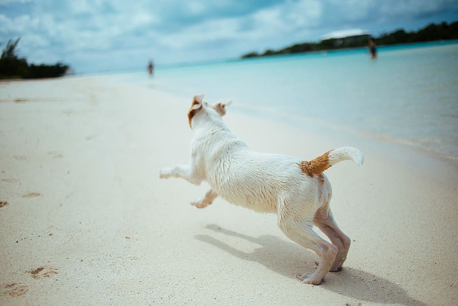 white and brown short coated dog running on seashore, beach, pets, HD wallpaper