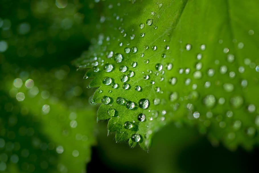 water droplets on leaf, drops, fresh, wet, macro, nature, environment