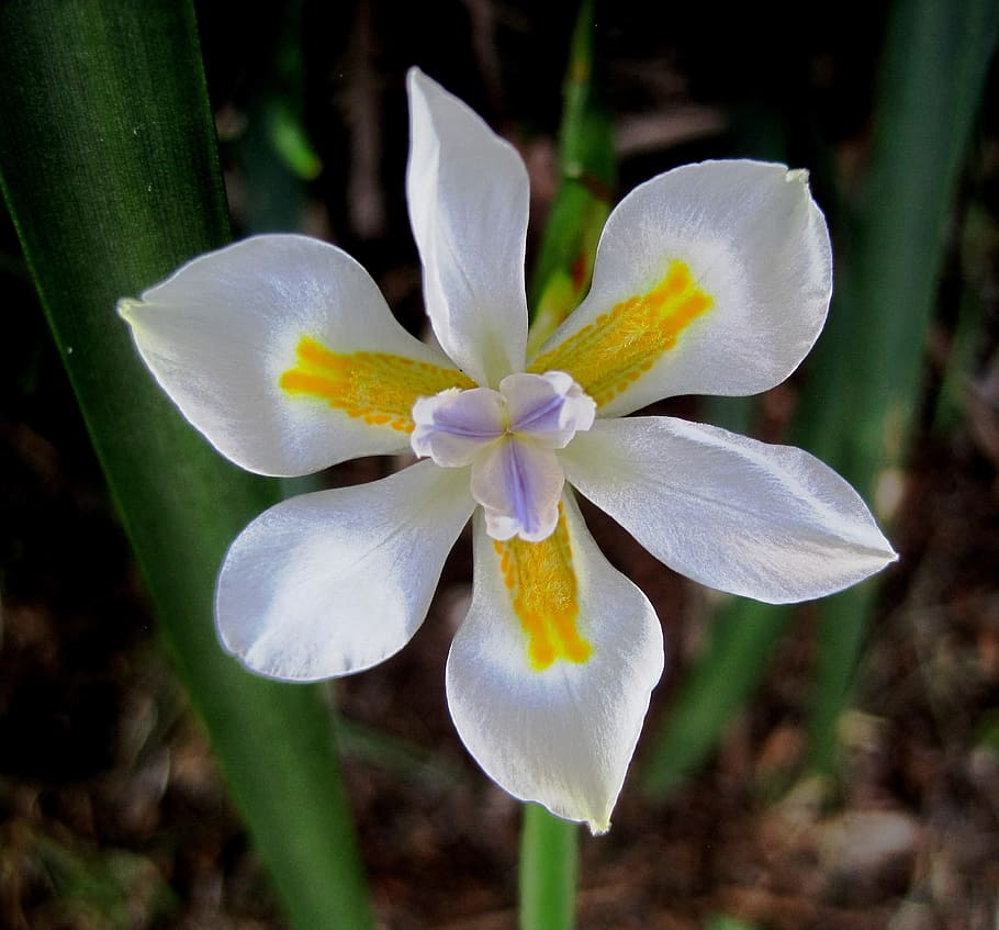 Flower, Bloom, Iris, Wild, White, small, pure, markings, yellow HD wallpaper