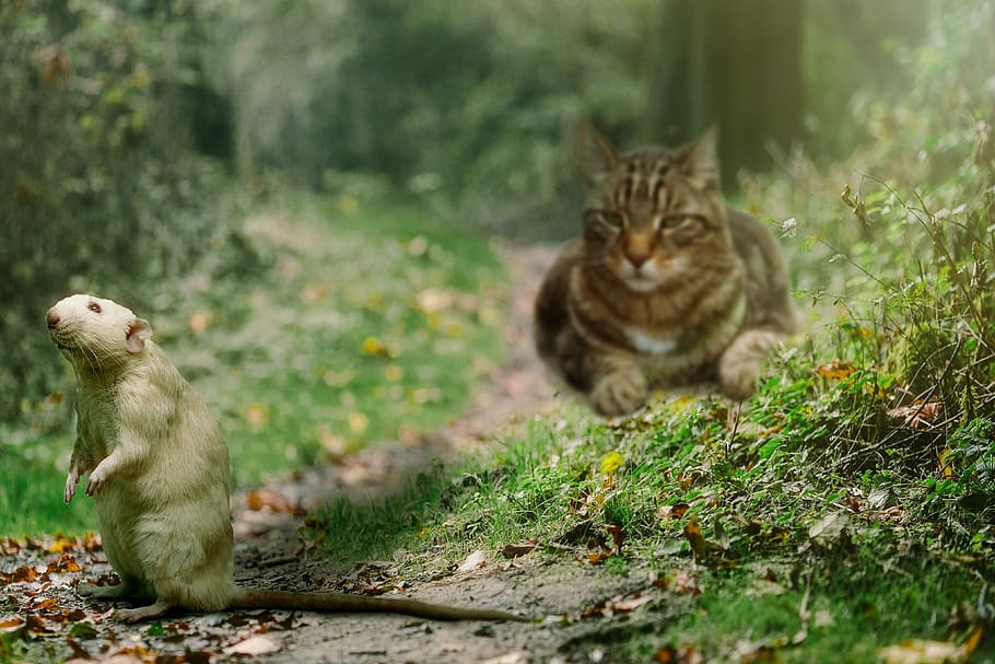 brown tabby cat looking directly at white mouse, Rat, Hunting HD wallpaper
