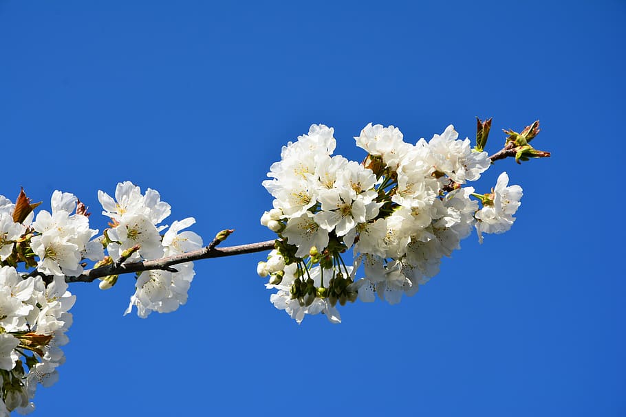 cherry, flower, sprig, spring, nature, spring flowers, garden HD wallpaper