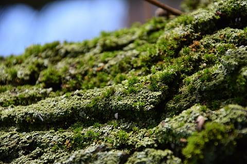 bark, green, tree, plant, nature, moss, wood, tree bark, weave HD wallpaper