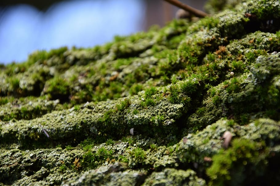 bark, green, tree, plant, nature, moss, wood, tree bark, weave HD wallpaper