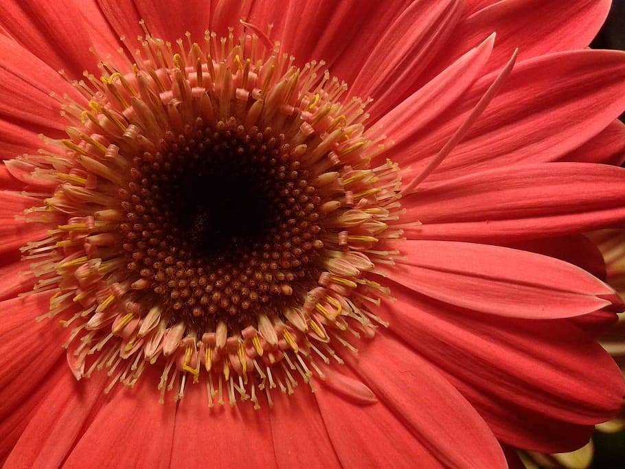 Gerbera, Pink, Flower, summer, flowers, beauty, fragrance, nature HD wallpaper