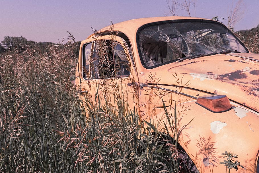 car, wild, old, mode of transportation, plant, motor vehicle HD wallpaper