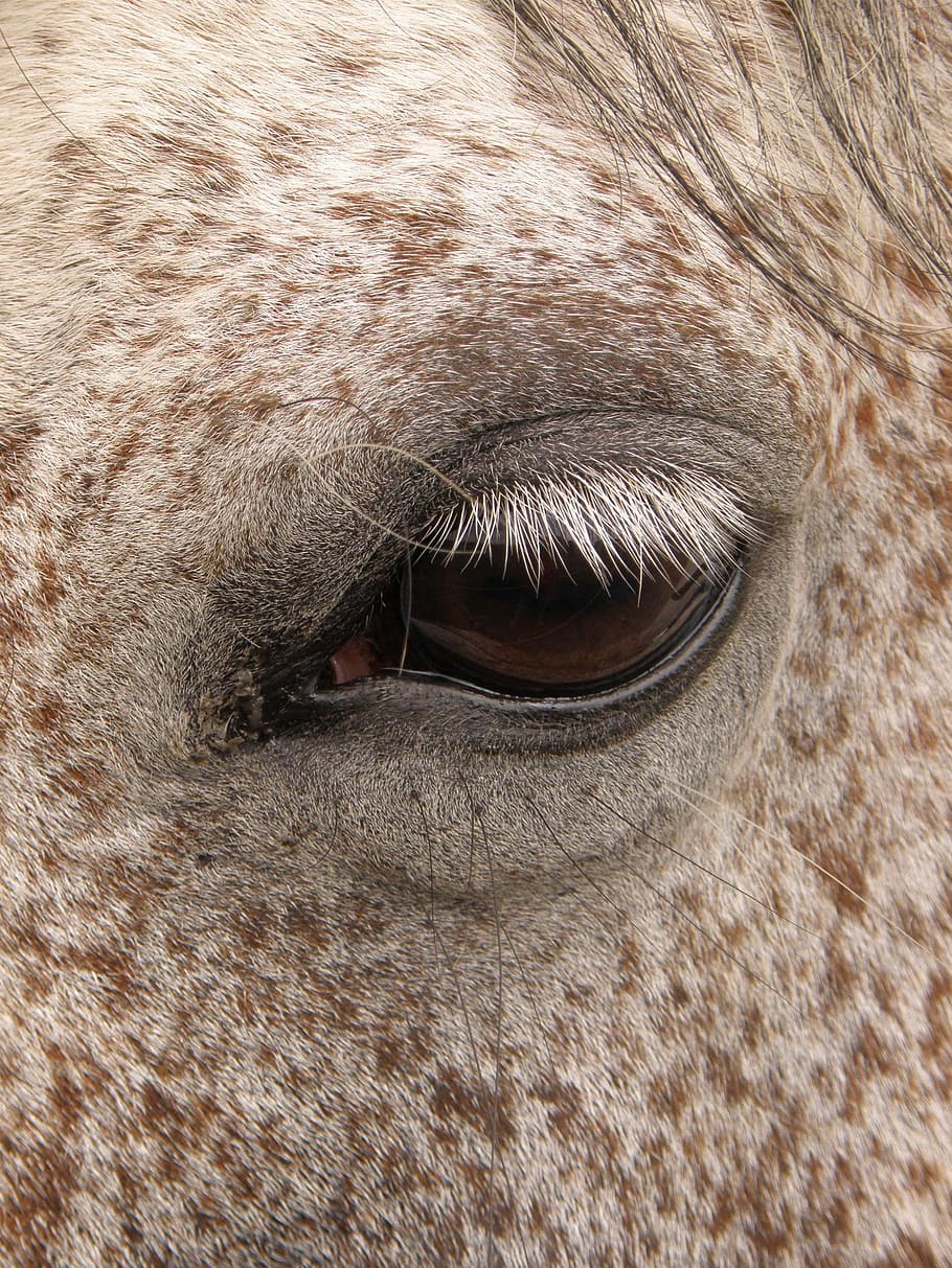 Horse, Dark, Eye, Algae, White, Detail, animal body part, one animal HD wallpaper