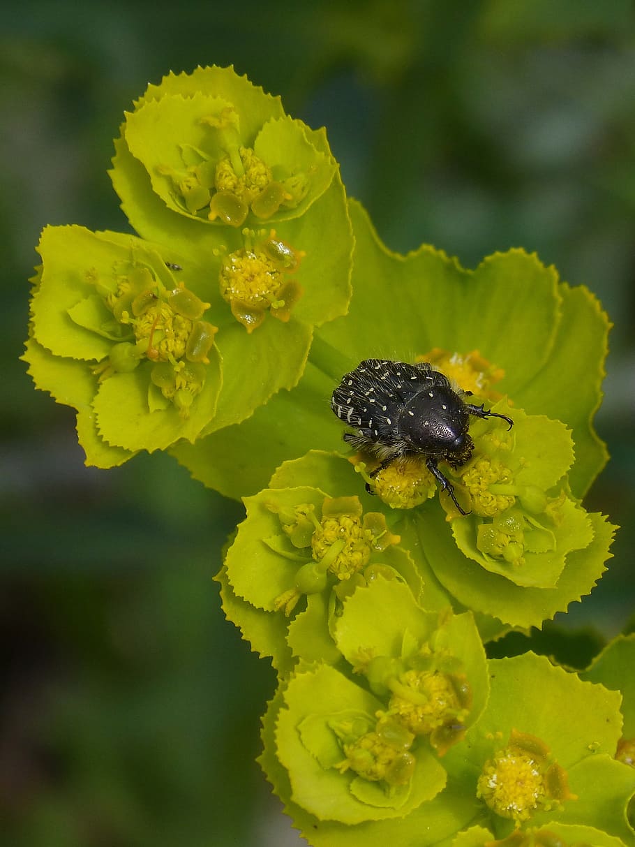 oxythyrea funesta, beetle, coleoptera, flower, libar, flowering plant, HD wallpaper