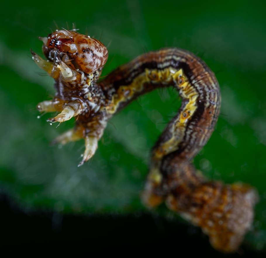 moth, caterpillar, macro, close-up, animal themes, animal wildlife HD wallpaper