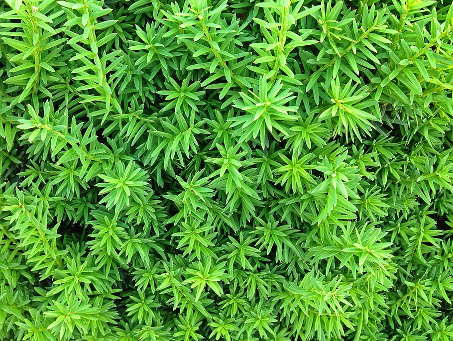 moss, green, nature, close, plant, leaf, green Color, backgrounds HD wallpaper