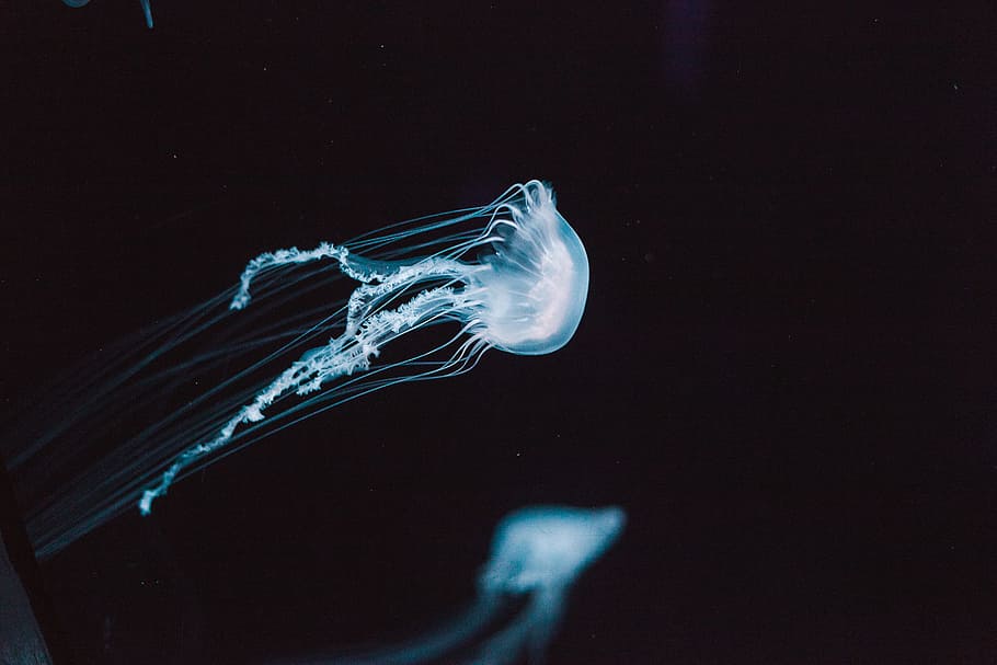 white jellyfish, dark, underwater, motion, flow, blue, abstract