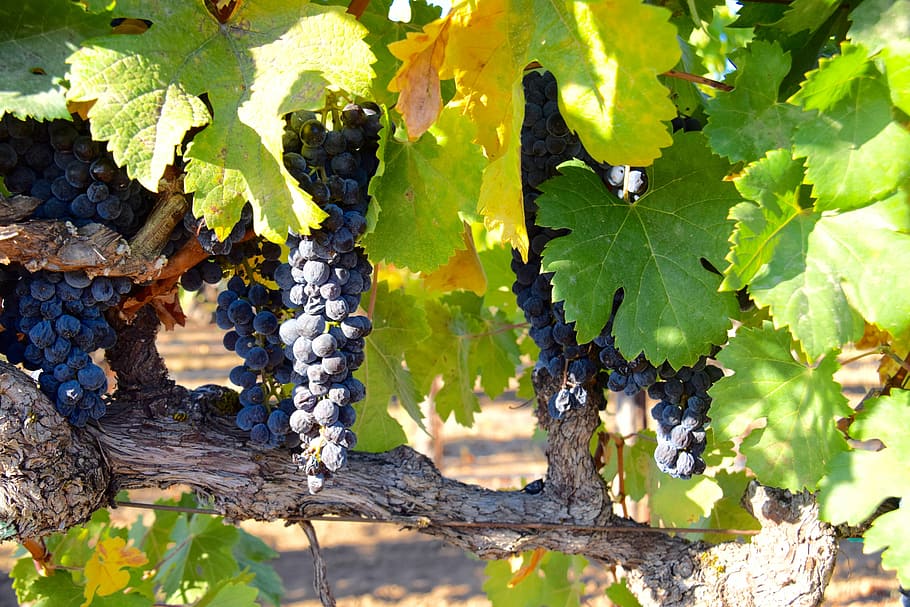 grapes, vineyard, vines, growth, leaf, plant part, fruit, nature HD wallpaper