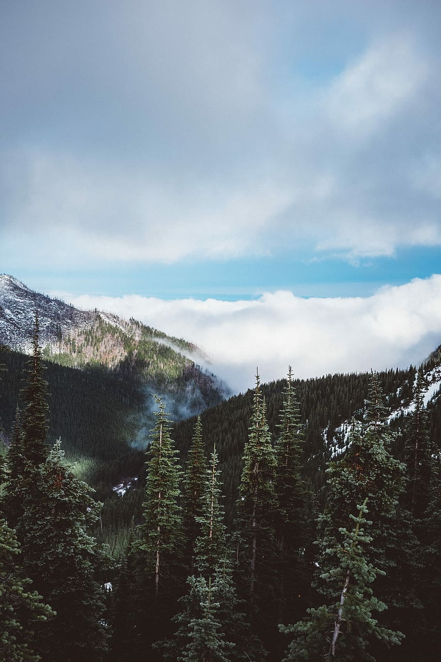 green leaf trees and green mountain during day time, green forest trees at daytime HD wallpaper