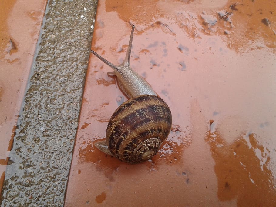 snail, shell, garden, macro, gastropod, plant, slimy, spiral HD wallpaper