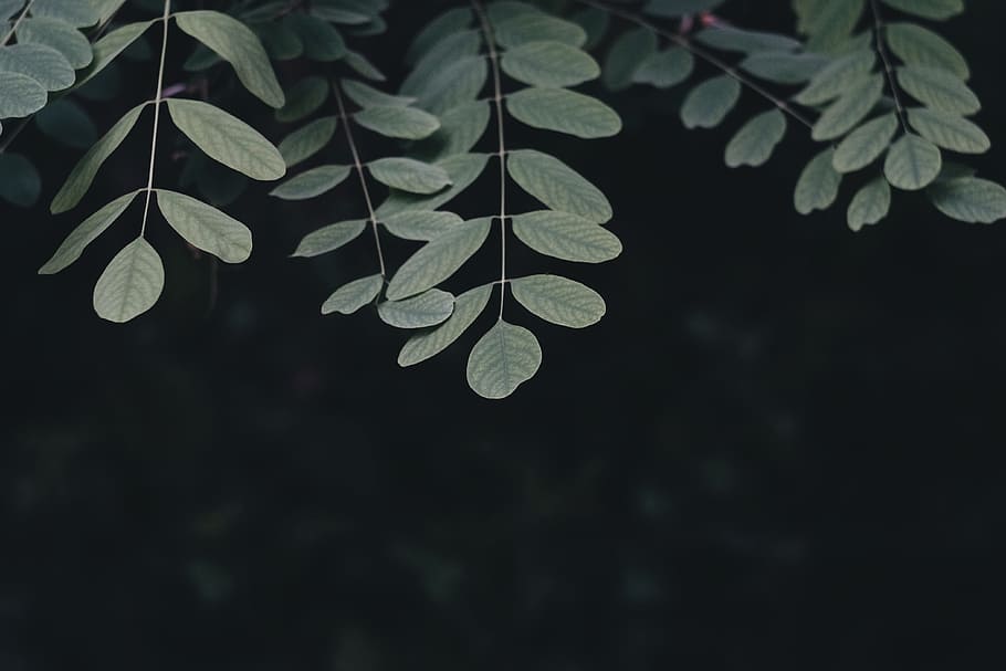 green leafed plant in closeup shot, closeup photo of green leafed tree HD wallpaper