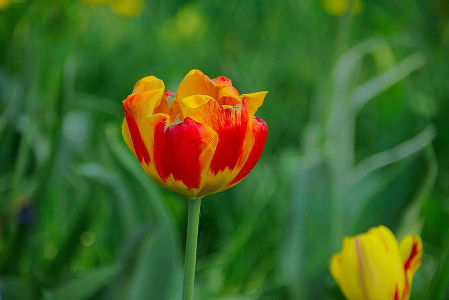 tulip, flower, spring, colored, plant, beauty, nature, a flower garden HD wallpaper