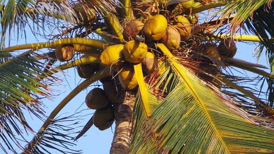 Coconut Tree, Fruit, juicy, food, ripe, healthy, fresh, diet HD wallpaper