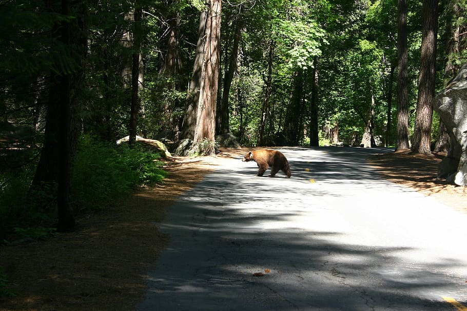 usa, bear, park, nature, mountain, america, tourism, tree, plant HD wallpaper