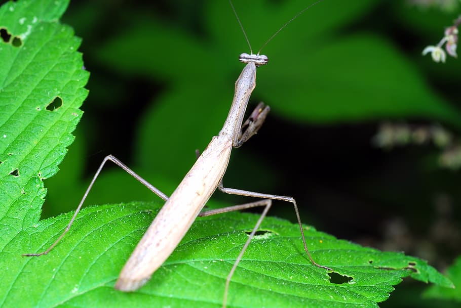 mantis, insects, nature, leaf, abstract, wipes, animal, plant part HD wallpaper