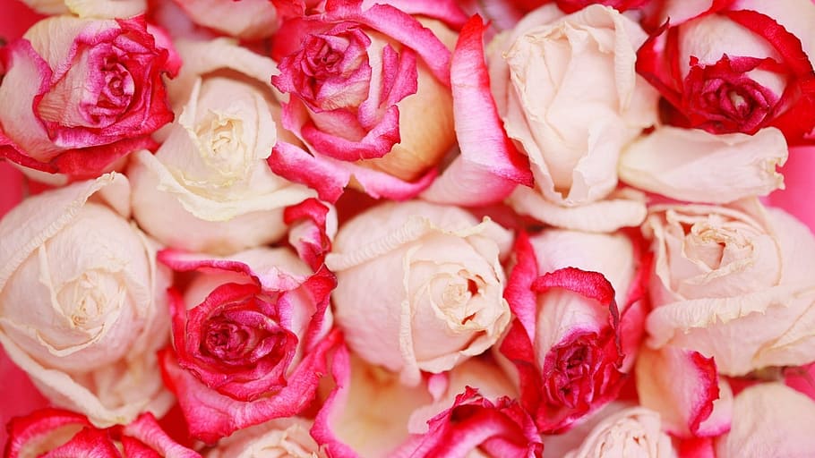 Flower, Summer, by, food and drink, full frame, rose - flower HD wallpaper