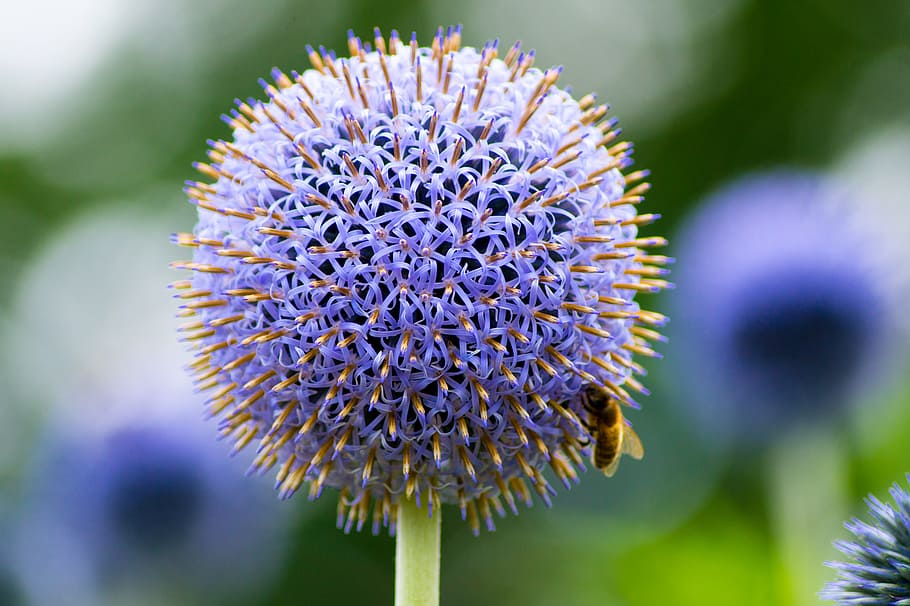 thistle, flower, bee, nature, purple, beauty in nature, fragility HD wallpaper