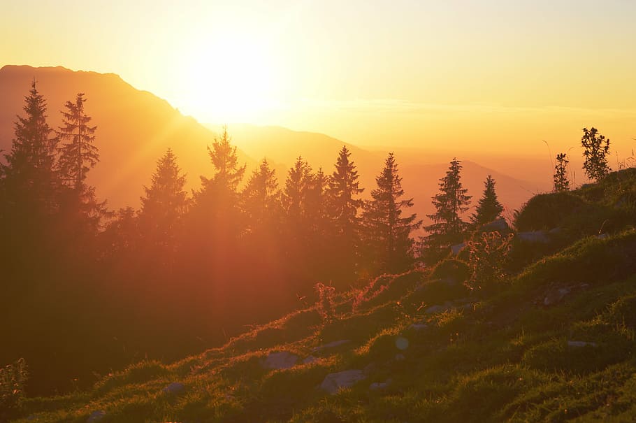 silhouette of pine trees during sunset, lighting, outlook, afterglow HD wallpaper