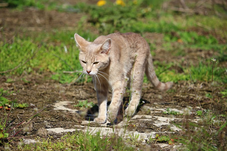 cat, kitten, breed cat, mackerel, young cat, domestic cat, animal themes HD wallpaper