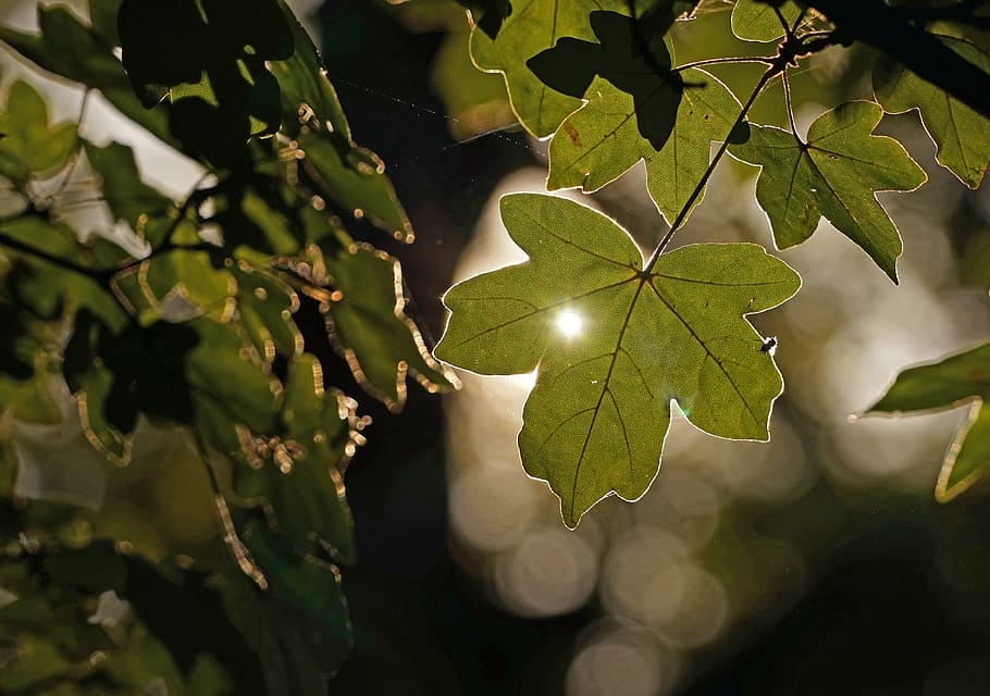 Back Light, Light, Green, leaf, green leaf, plant, agriculture HD wallpaper