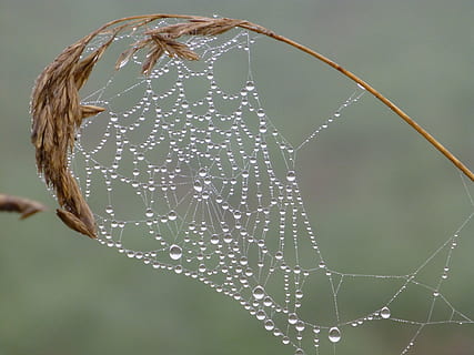 spider web with dew, brittany, landscape, cobweb, dewdrop, autumn mood HD wallpaper