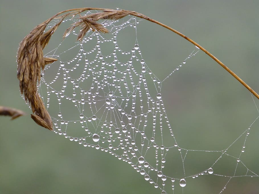 spider web with dew, brittany, landscape, cobweb, dewdrop, autumn mood HD wallpaper