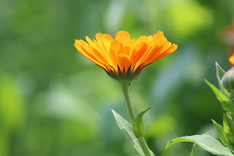 selective focus photography of orange calendula flower, marigold HD wallpaper