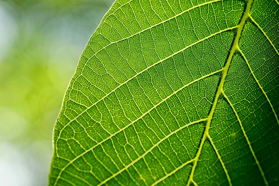 photo of green leaf, leaves, walnut leaf, spring, macro, back light HD wallpaper