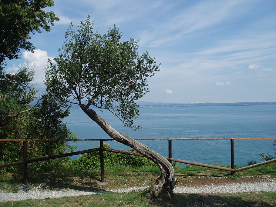 olive, tree, landscape, wind, water, plant, sky, beauty in nature HD wallpaper