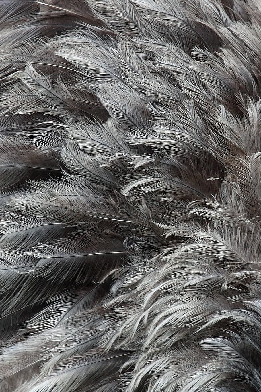 gray feathers, animal, background, bird, black, many, natural, HD wallpaper